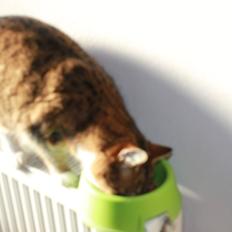 Blanding af racer Missi