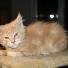 Maine Coon Louie