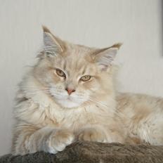 Maine Coon Louie