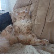 Maine Coon Louie