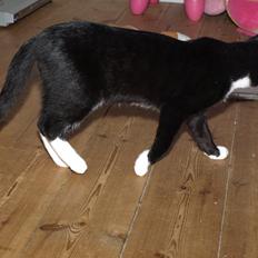 Huskat Blackie *RIP*