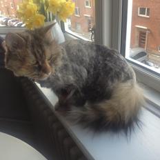 Blanding af racer Gizmo