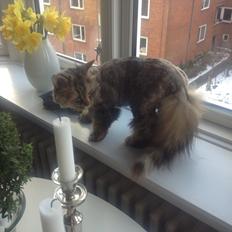 Blanding af racer Gizmo