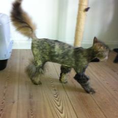 Blanding af racer Gizmo