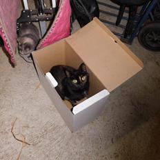 Blanding af racer Guldplet (Missemor)