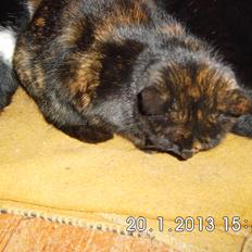 Blanding af racer Guldplet (Missemor)