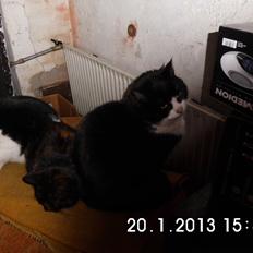 Blanding af racer Guldplet (Missemor)