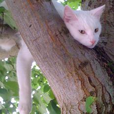 Blanding af racer Rikke