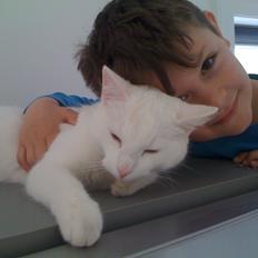 Blanding af racer Rikke