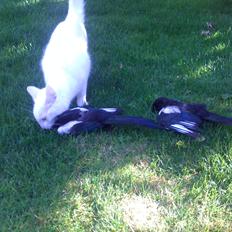 Blanding af racer Rikke