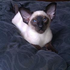 Siameser Skuld Fjølner