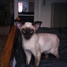 Siameser Skuld Fjølner