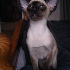 Siameser Skuld Fjølner