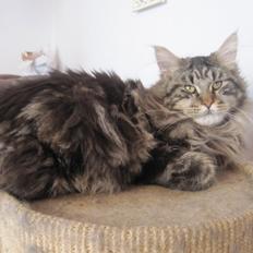 Maine Coon Buster Larsen