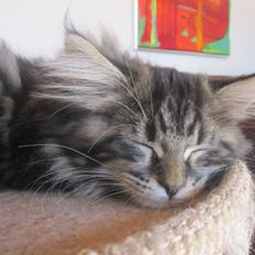 Maine Coon Buster Larsen