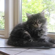 Maine Coon Buster Larsen