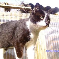 Blanding af racer rex