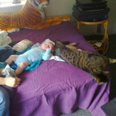 Blanding af racer Bounty