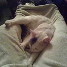 Blanding af racer Motor