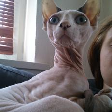 Sphynx Dexter