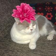 British Shorthair Trille