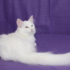 Norsk Skovkat DK Emilline´s Artemis R.I.P 11/04/21