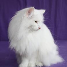 Norsk Skovkat Scarlett-sandra´s Mircel (Smilla)