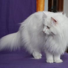 Norsk Skovkat Scarlett-sandra´s Mircel (Smilla)