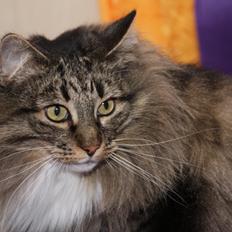 Norsk Skovkat Tantus Merci . R.I.P den 10-4-2013