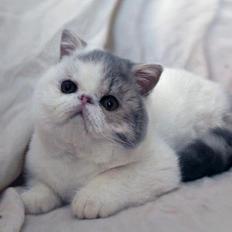 Exotic Nairi Kiss My Love Kinnley