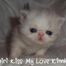 Exotic Nairi Kiss My Love Kinnley