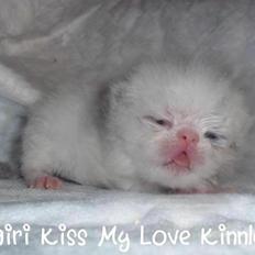 Exotic Nairi Kiss My Love Kinnley