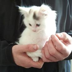 Blanding af racer Wilma