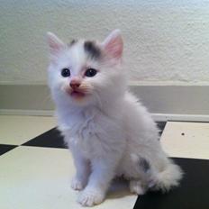 Blanding af racer Wilma