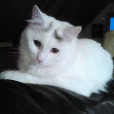 Blanding af racer Wilma