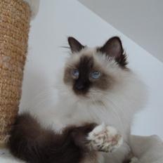 Hellig Birma Cleo