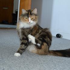 Blanding af racer Savannah