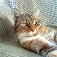 Blanding af racer Missi