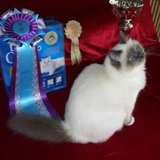 Hellig Birma DK Pumelles Noël (Nuller)