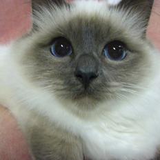 Hellig Birma DK Pumelles Noël (Nuller)