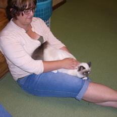 Hellig Birma DK Pumelles Noël (Nuller)