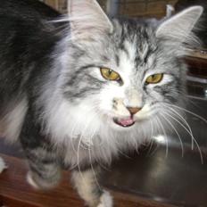 Kurilean Bobtail Noble Clan's Amrita