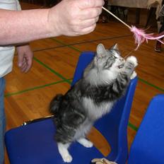 Kurilean Bobtail Noble Clan's Amrita