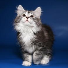 Kurilean Bobtail Noble Clan's Amrita