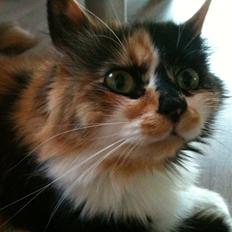 Blanding af racer Nini