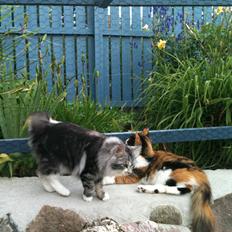 Blanding af racer Nini