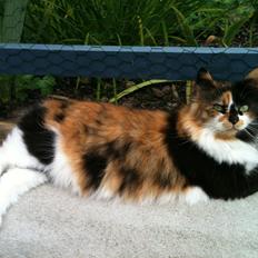 Blanding af racer Nini