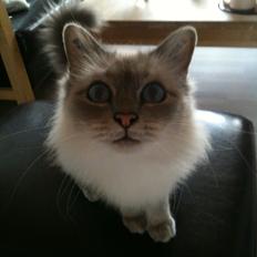 Hellig Birma DK MisB's 'Cat's Andi