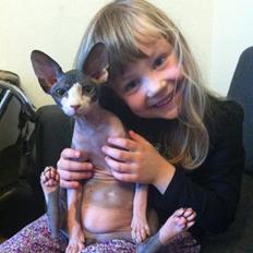 Sphynx Bette