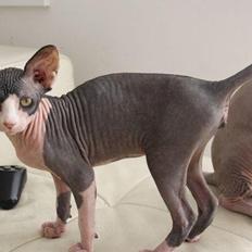 Sphynx Bette